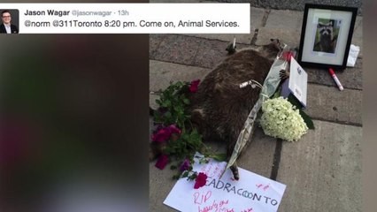 Dead raccoon mourned in Toronto and takes over Twitter