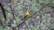 Happy American Goldfinches