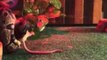 Snake Strikes Mouse in Slow Motion