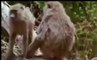 Lion vs Baboon Real Fight to Death , Documentary
