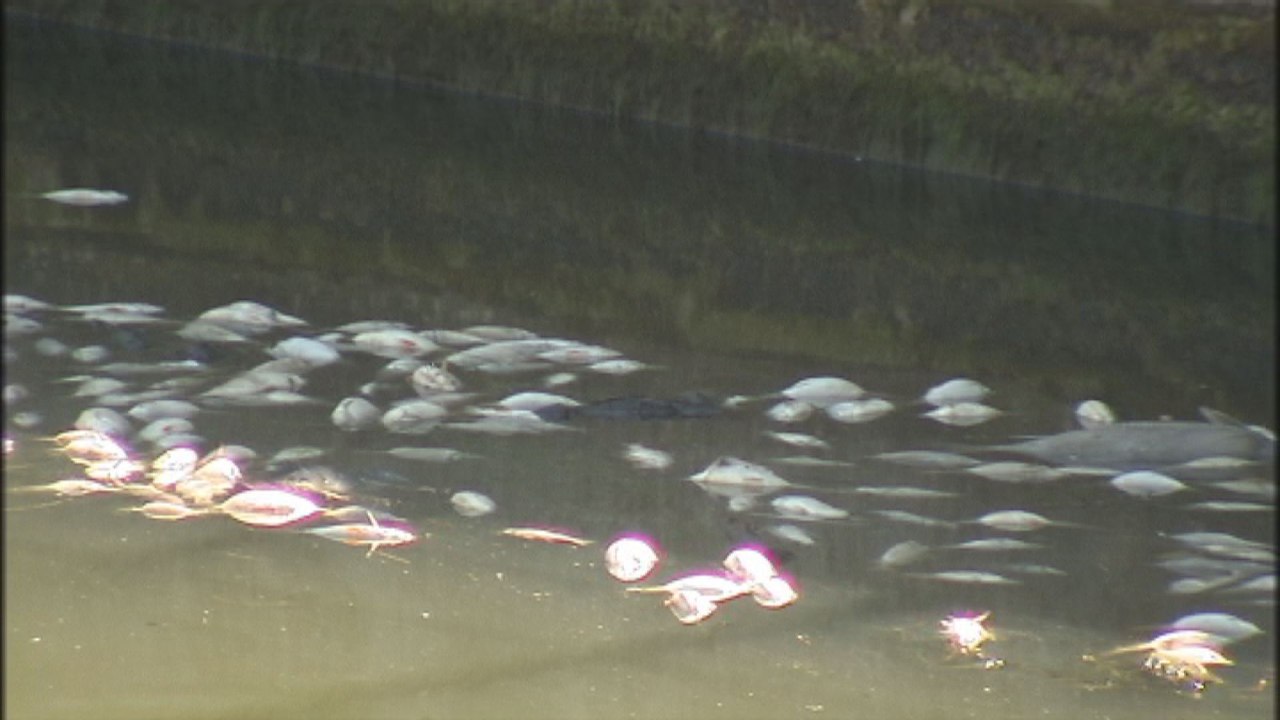 Des centaines de poissons morts retrouvés dans le canal à Bruxelles