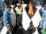 Halibut, Aboard the Rebel.......Homer Alaska