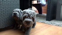 blue sharpei puppies playing