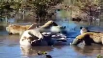 Animal Survive - Lion vs Water Buffalo vs Crocodile I FANTASTIC Battle 2015