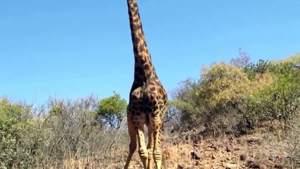 Only in Africa: Giraffe attacks cyclist...