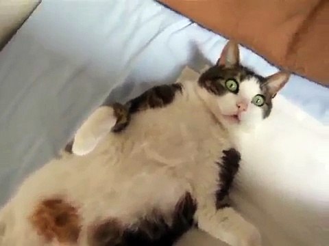 drole: gros chat qui dort comme un humain lol