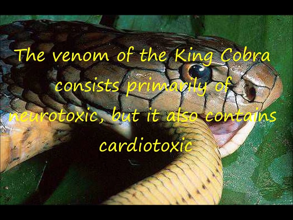 Top 10 of the Most Dangerous Animals in Asia