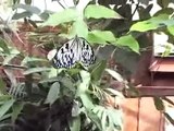 Butterfly Arc - Casa delle Farfalle