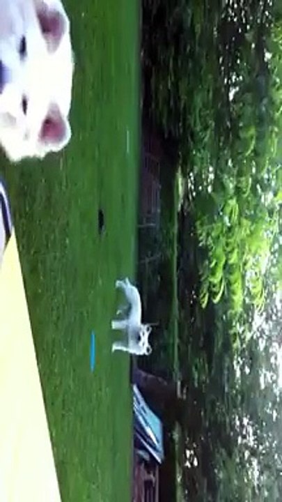 DOMAINE DE PEGASE BERGER BLANC SUISSE GEX et DOUCHKA  CHIEN