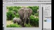 Using Content-Aware Fill in Photoshop CS5 | lynda.com tutorial