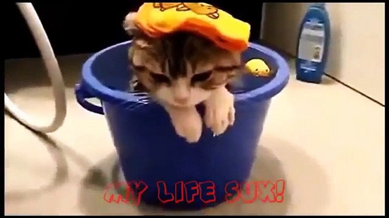 Funny Cat Videos Ever