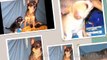 Jones Chihuahuas Sophie's Chihuahua Pups AT Thirty Nine Days Old