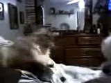 Cat slaps dog