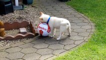 Shiba Inu Puppy, Skye - 11 Weeks Old - Football