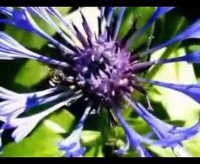 Müziksiz ilahiler 4 - Dost olmusum