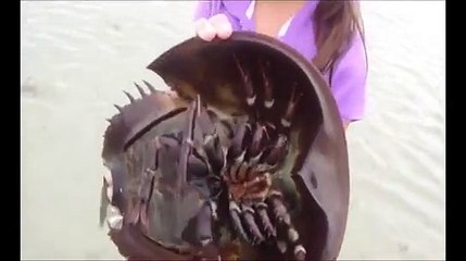 Strangest and Amazing Animals in the World!!