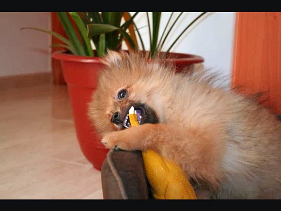Suna pomerania cumple un año (Pomeranian first year)