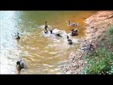 Funny Wild Ducks Feeding Frenzy, Funny Watersports fighting. Scream for it. Water sports wildlife