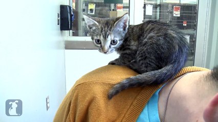 Kittens Climbing Up My Back, Kitties EVERYWHERE!