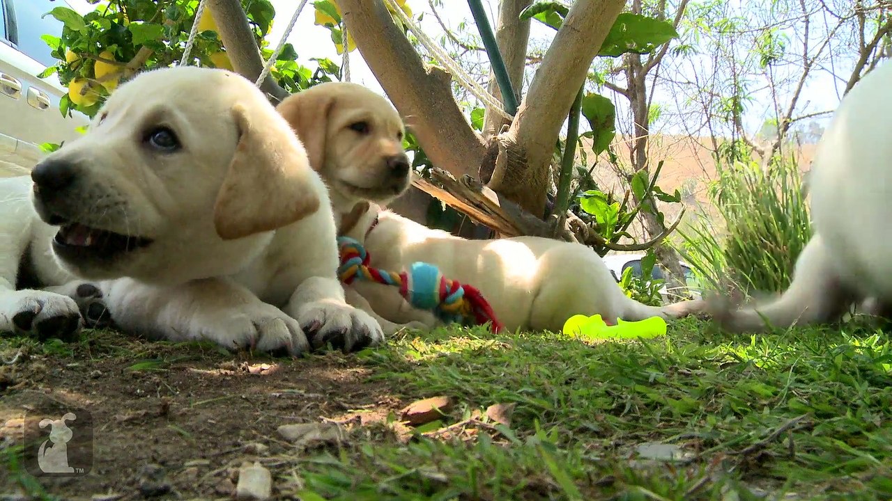 Tiny Labrador Puppies Keep Rolling Over