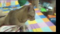 Funny Cats Video - Funny Cat Videos Ever- Funny Videos 2014 - Funny Animals-copypasteads.com