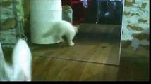 Funny Videos 2014 - Funny Cats Video - Funny Cat Videos Ever - Funny Animals-copypasteads.com
