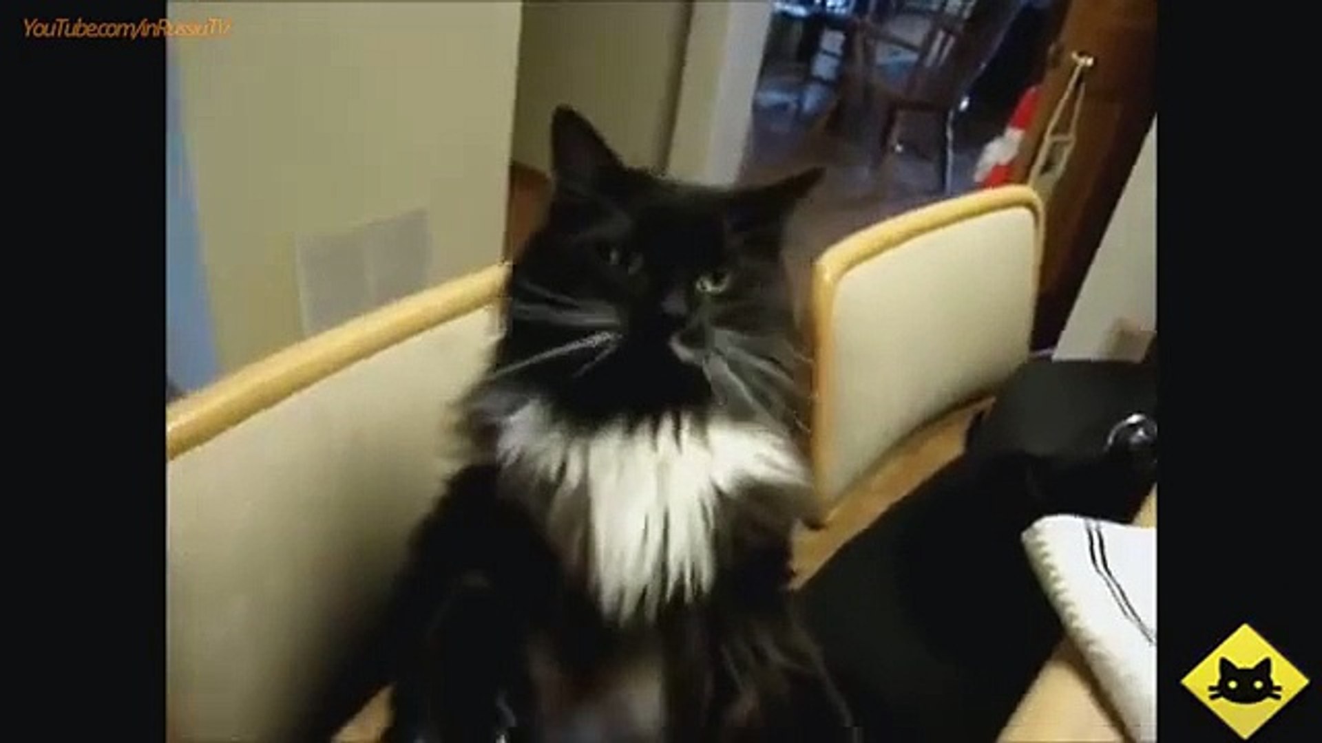FUNNY VIDEOS_ Funny Cats - Funny Cat Videos - Funny Animals - Smart Cats Funny Compilation-copypaste