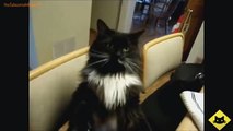 FUNNY VIDEOS_ Funny Cats - Funny Cat Videos - Funny Animals - Smart Cats Funny Compilation-copypasteads.com