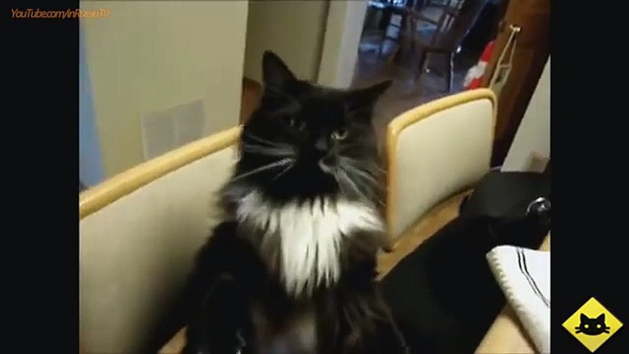 FUNNY VIDEOS_ Funny Cats - Funny Cat Videos - Funny Animals - Smart Cats Funny Compilation-copypasteads.com