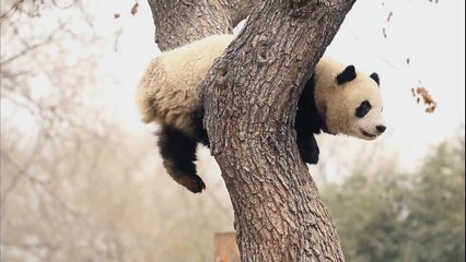 Panda Tree with A Panda Fruit 貓熊樹上貓熊果