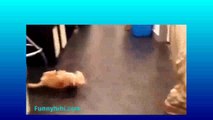 Funny Cat Videos 2015 Best funny cat videos compilation Cats and Dogs-copypasteads.com