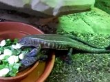 Vegetarian Day-Salad plate  for my giant Smith's plated lizards (Gerrhosaurus v. val(l)idus)