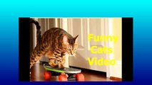 Funny Cats _ Funny Cat Videos _ Funny Dog Videos _ Funny Animals Compilation 2015-copypasteads.com