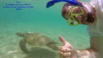Sea Turtles - Maui, Hawaii (Underwater HD, GoPro Hero 3 )