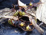 Disinfestazione nido Calabroni (vespe crabro)