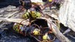 Disinfestazione nido Calabroni (vespe crabro)