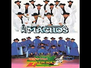 BANDA MACHOS & BANDA ZORRO