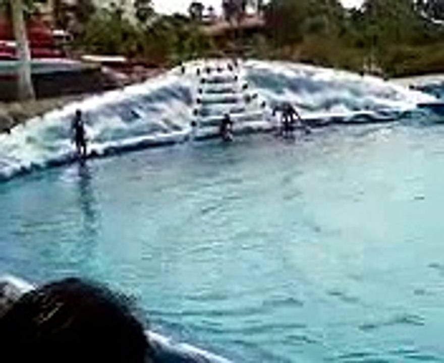 Dolphin Show In Tenerife 1