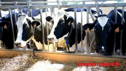 Les éleveurs redorent leur blason avec l'opération Vache verte