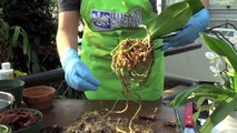 How to Repot an Orchid: Phalaenopsis