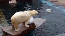 Les ours polaires Vicks et Sesi jouent dans le bassin