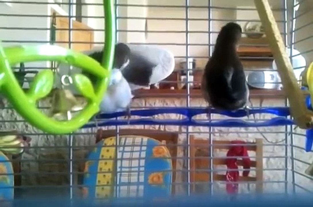 Moineau du Japon, chant du mâle et femelle