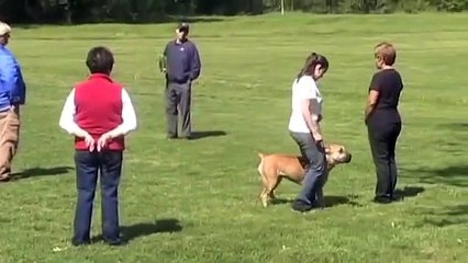 Boerboel Centurion Evangline Schutzhund BH 4-17-2010 (17 Months)