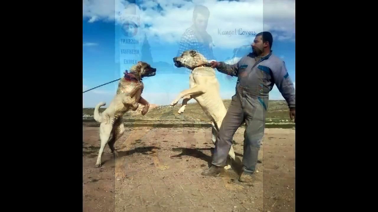 Top 10 Biggest Guard Dogs in the World ! Giant DOG in The world World