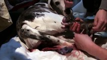 Great Dane Dog Breed Playing And Giving Birth