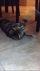 Mon chat qui s'éclate !