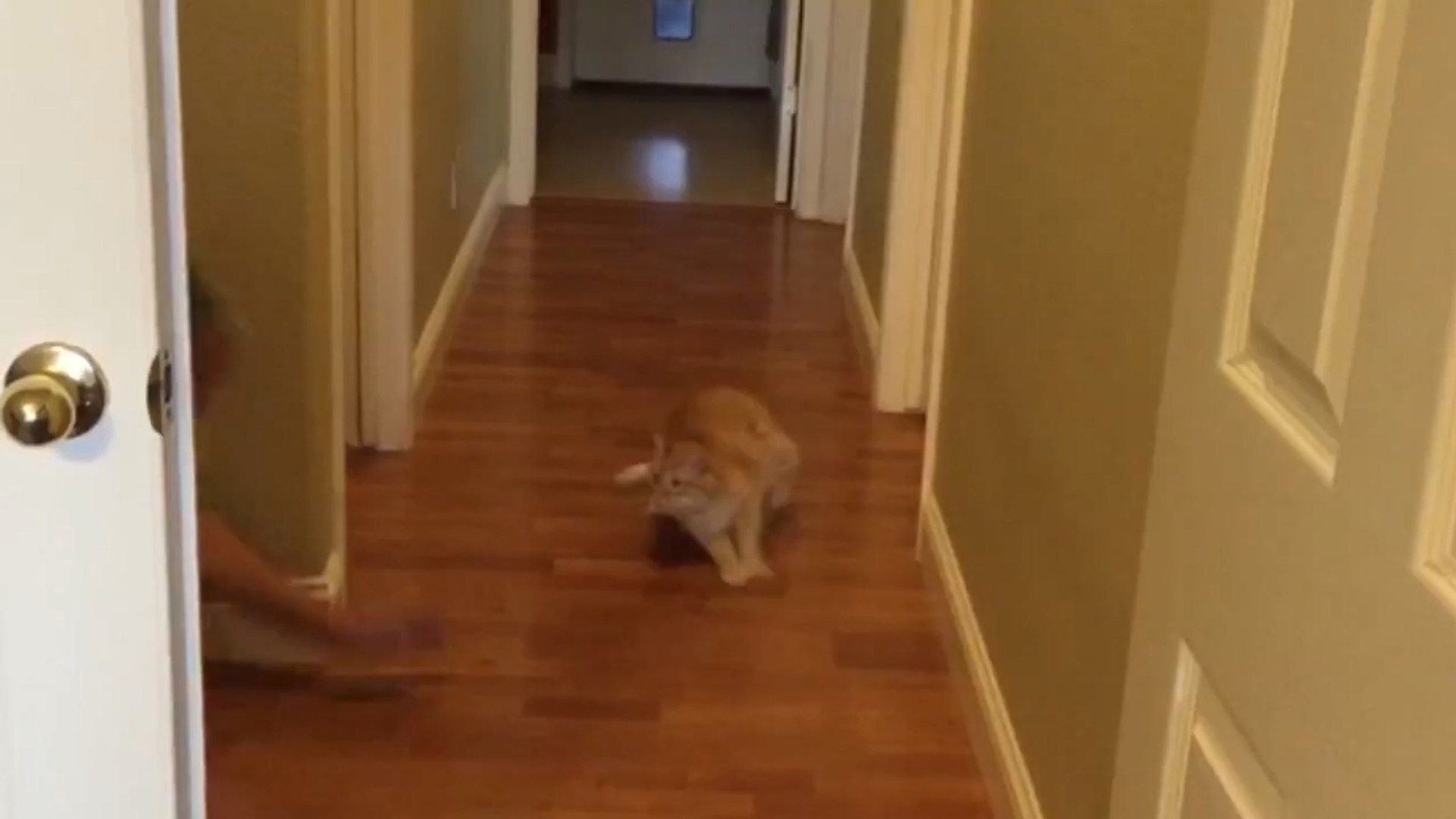 FUNNY VIDEO: Bunch of scaredy cats