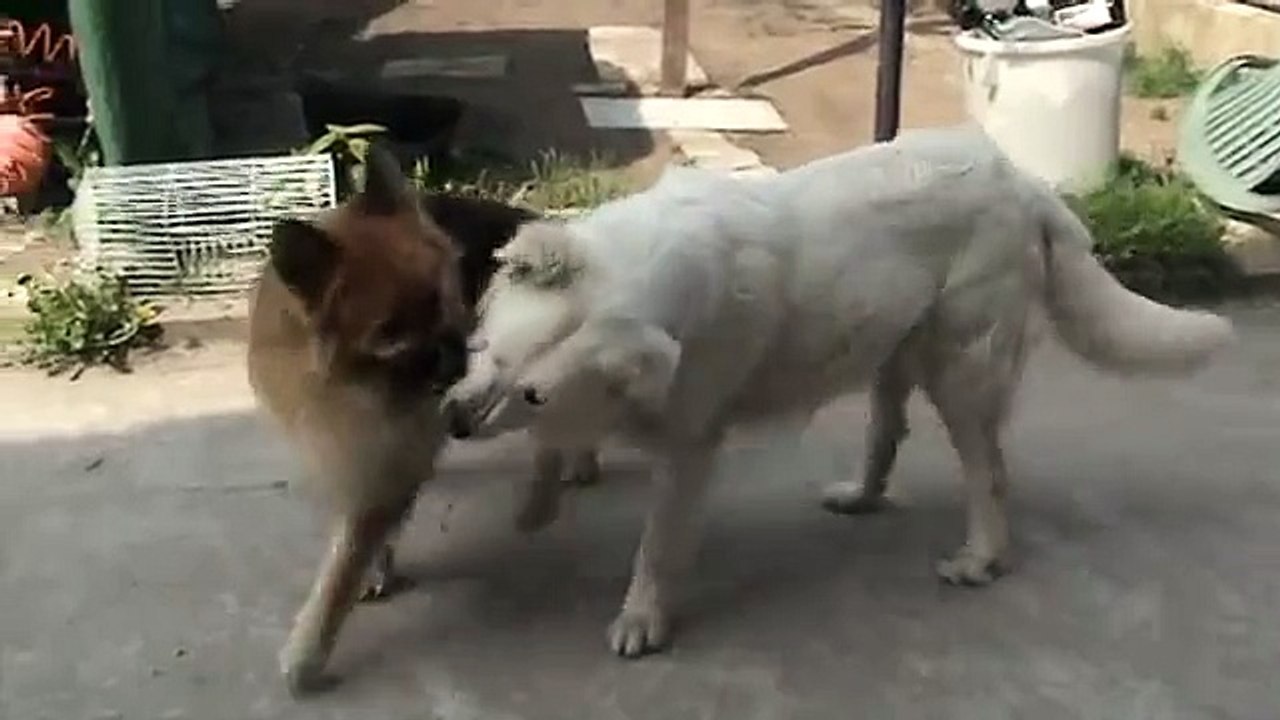 pastore maremmano VS pastore tedesco    LA FINALE!!!!!!!!!!!!!!!!!!!!!!!!!!!!