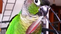 Belle Baby Green Cheek Conure eating, playing with a ball, having fun 720p iPhone 4