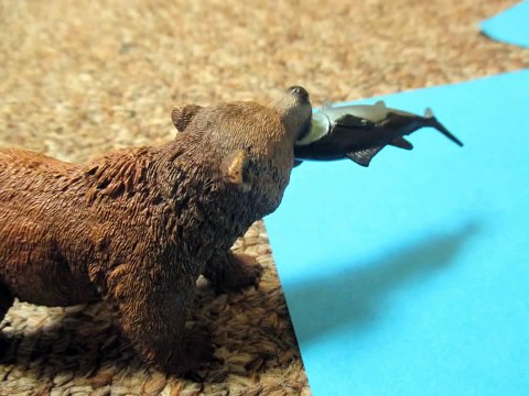 Animal Face-Off: Polar Bear vs.Grizzly Bear